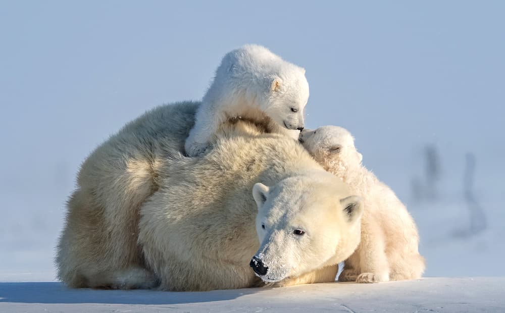 Playful Polar Bear Family by Hung Tsui — canvas wall art