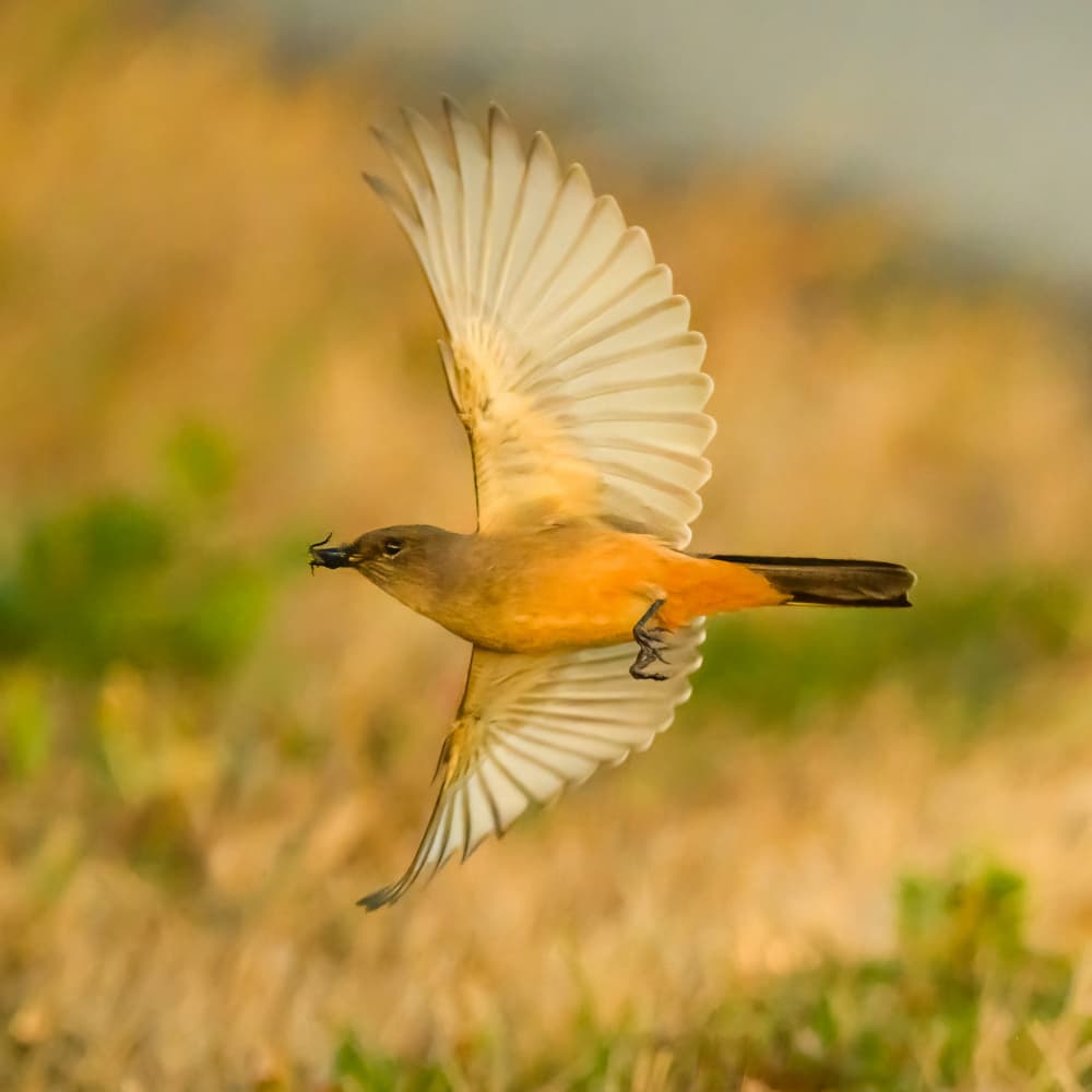 Flying Bird with Insect by Moses Wang — canvas wall art