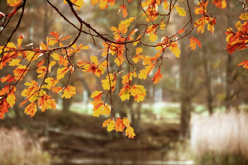 Golden Autumn Oak Leaves by Christina Sillen — canvas wall art