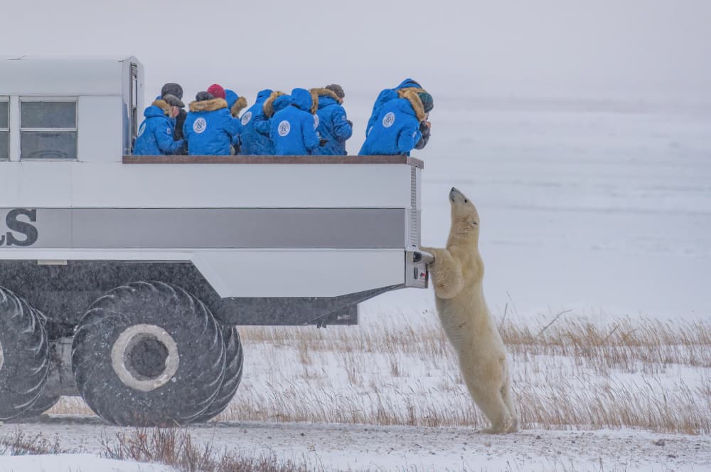 Curious Polar Bear by YY DB — canvas wall art