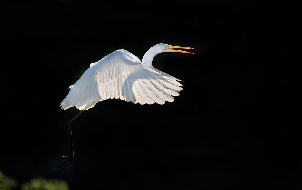 Graceful Egret Flight by Annie Poreider — canvas wall art
