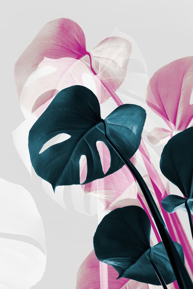Pink Teal Tropical Monstera by Pictufy Studio III — canvas wall art