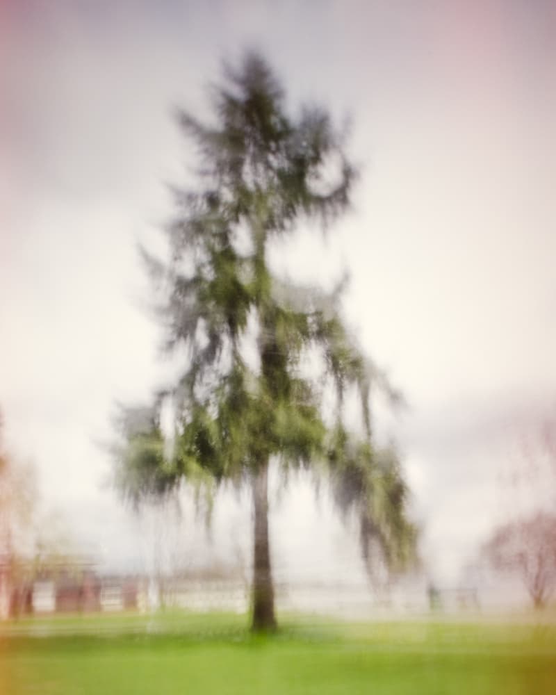 Soft Focus Tree by Lynann Colligan — canvas wall art