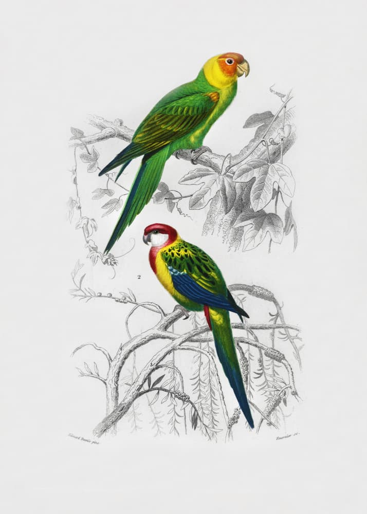 Birds by Charles Dessalines D Orbigny — canvas wall art