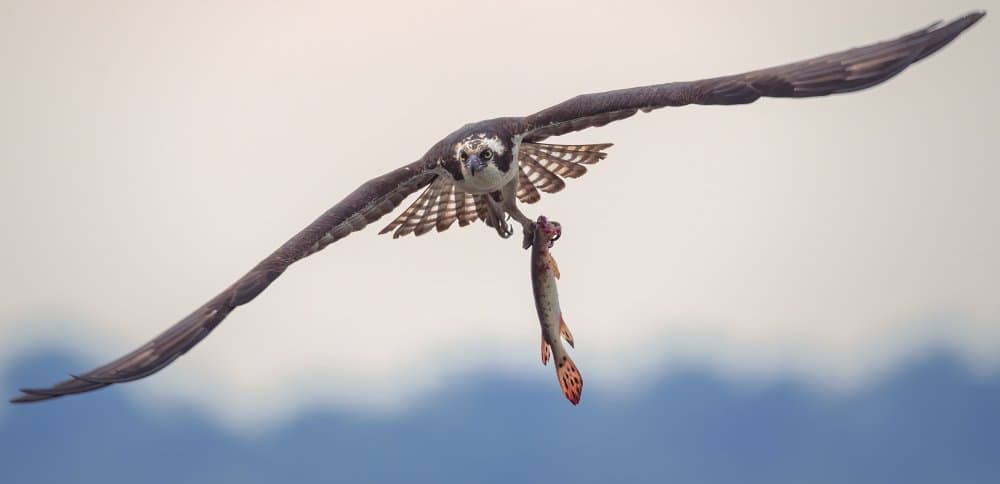 Osprey's Fresh Catch by Deming W — canvas wall art
