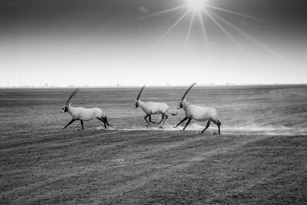Sprinting Desert Oryx by Daniel De Cort — canvas wall art