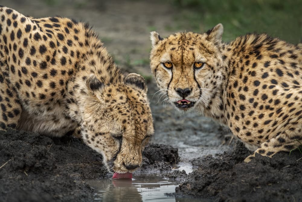Wild Cheetahs Drinking by Anita Singh — canvas wall art
