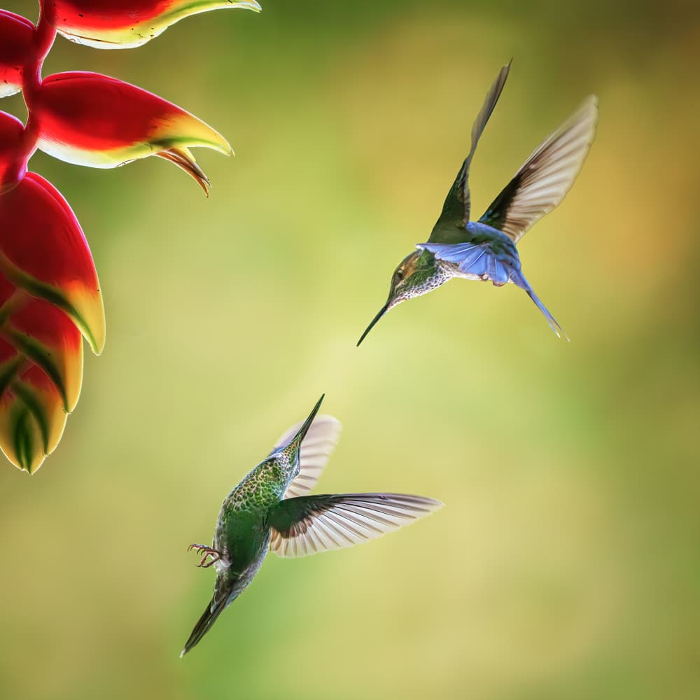 Tropical Hummingbirds Flight by Yun Gong — canvas wall art