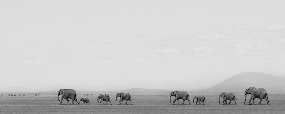 African Herd Journey by Jennifer Lu — canvas wall art