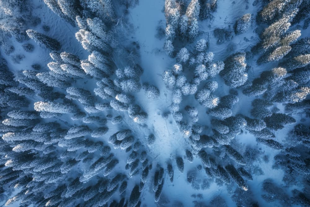 Frozen Forest Wonderland by Yuan Cui — canvas wall art