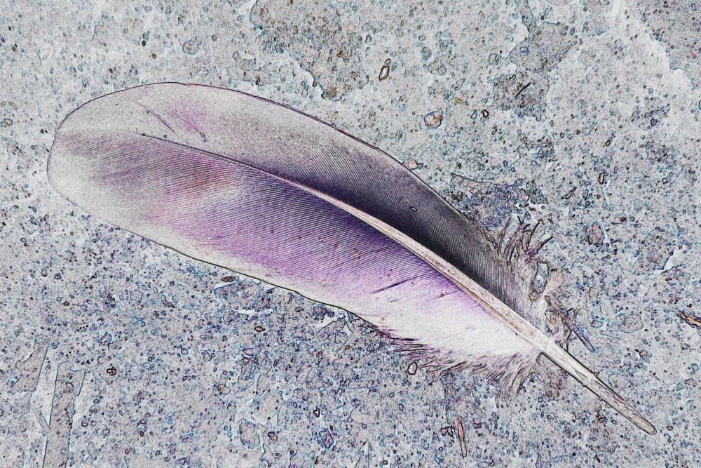 Purple Feather Serenity by Santhosh ch — canvas wall art