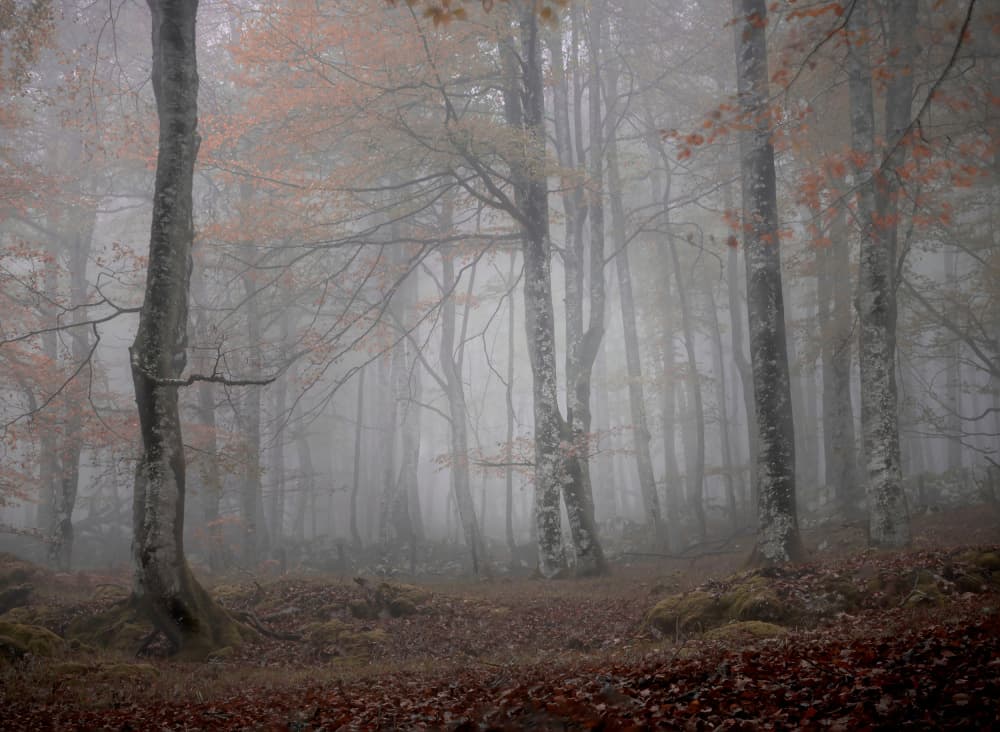 Misty Autumn Forest by JA Ruiz Rivas — canvas wall art