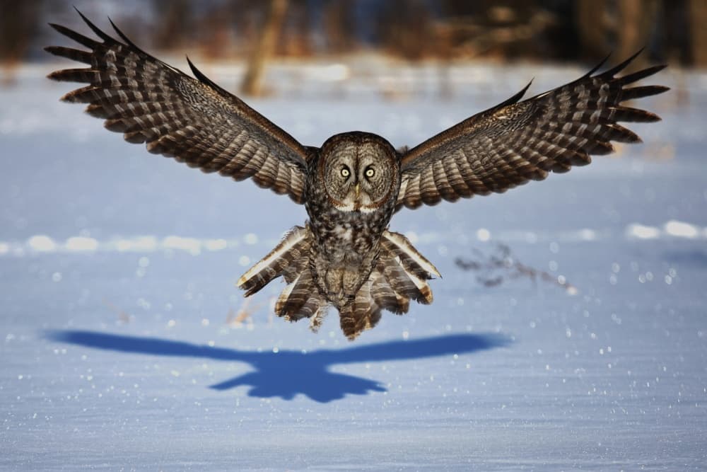 Flying Winter Owl by Jim Cumming — canvas wall art