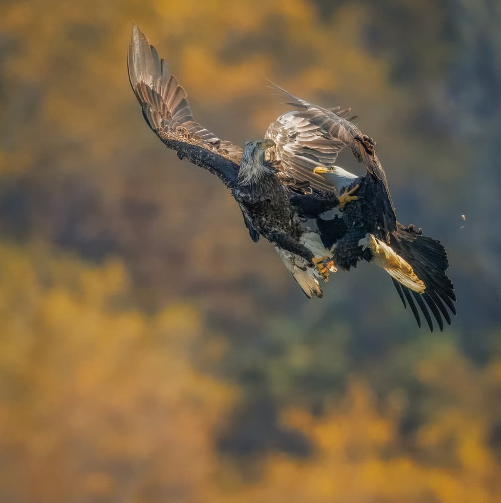 Eagles Mid Air Battle by Eugene Zhu — canvas wall art