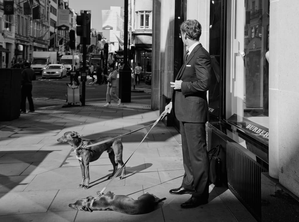 Dapper Man City Dogs by Lorenzo Grifantini — canvas wall art