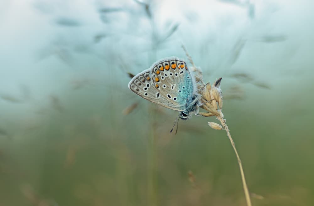Delicate Blue Butterfly by Ytje Veenstra — canvas wall art