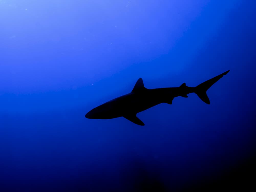 Ocean Shark Silhouette by Ilan Ben Tov — canvas wall art