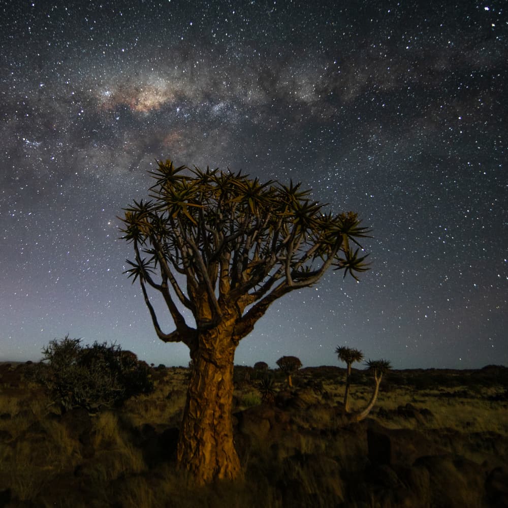 Quiver Tree Milky Way by UU — canvas wall art