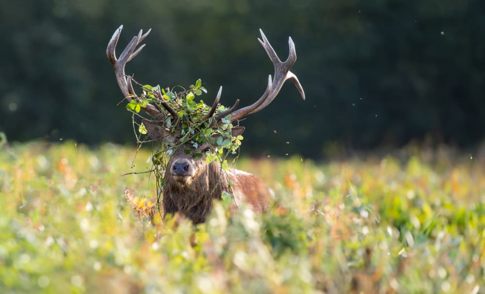 Majestic Stag Crown by Radojica Jevric fotorax — canvas wall art