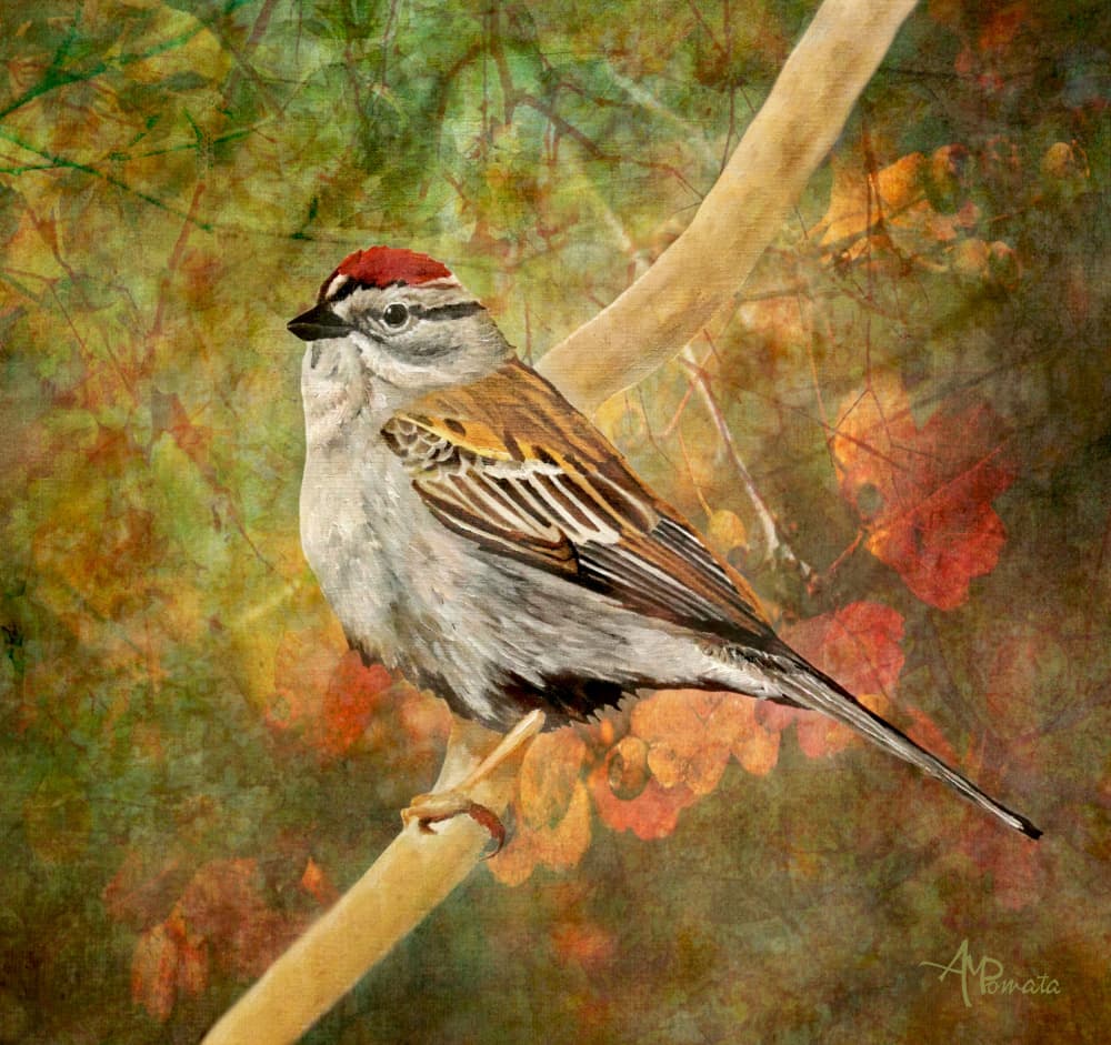 Chipping Sparrow Autumn Perch by Angeles M. Pomata — canvas wall art
