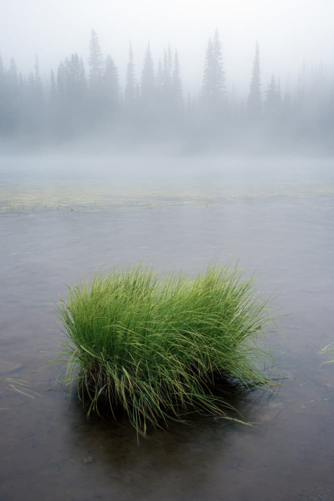 Green Grass in Mist by James K. Papp — canvas wall art