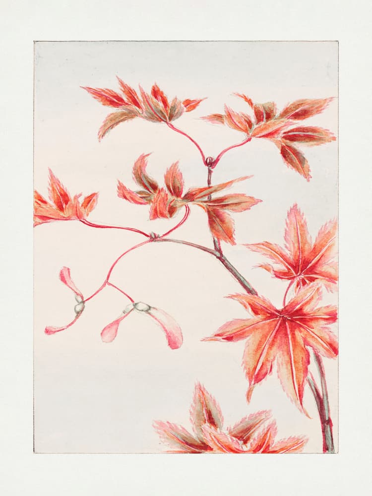 Branch of Momiji Maple Tree With Leaves and Seeds During 1870–1880 by Megata Morikaga — canvas wall art