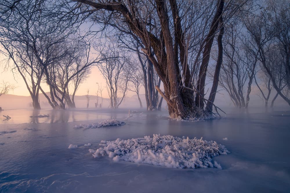 Frozen Trees Morning Mist by TIANQI — canvas wall art