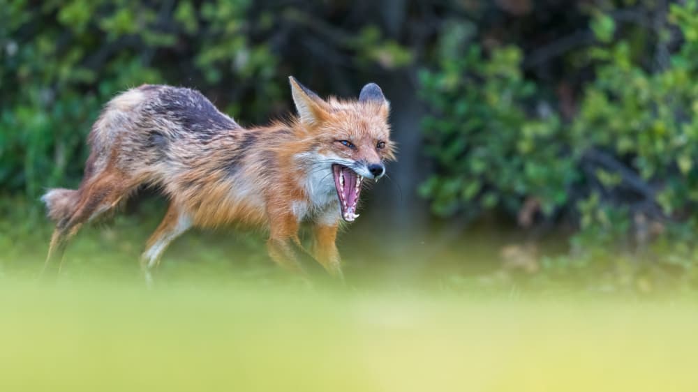 Yawning Red Fox by Jie Fischer — canvas wall art