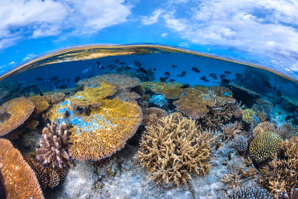 Vibrant Coral Ocean Scene by Barathieu Gabriel — canvas wall art
