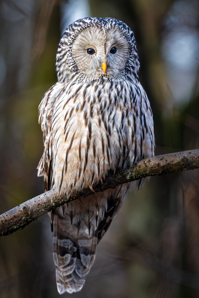 Watchful Forest Owl by Marcin Kopczynski — canvas wall art