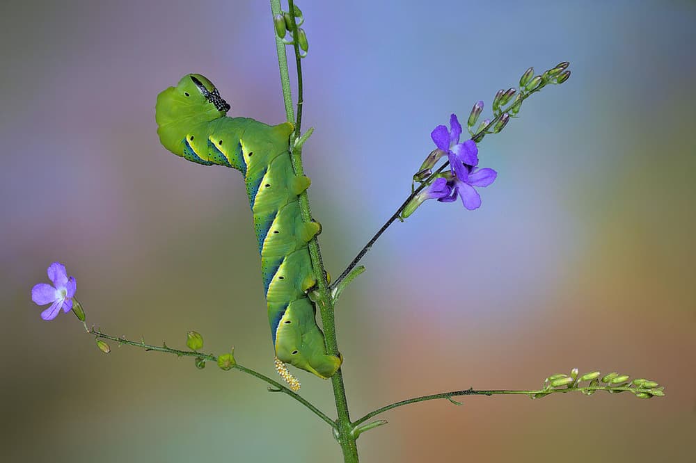 Vibrant Green Caterpillar by Jimmy Hoffman — canvas wall art