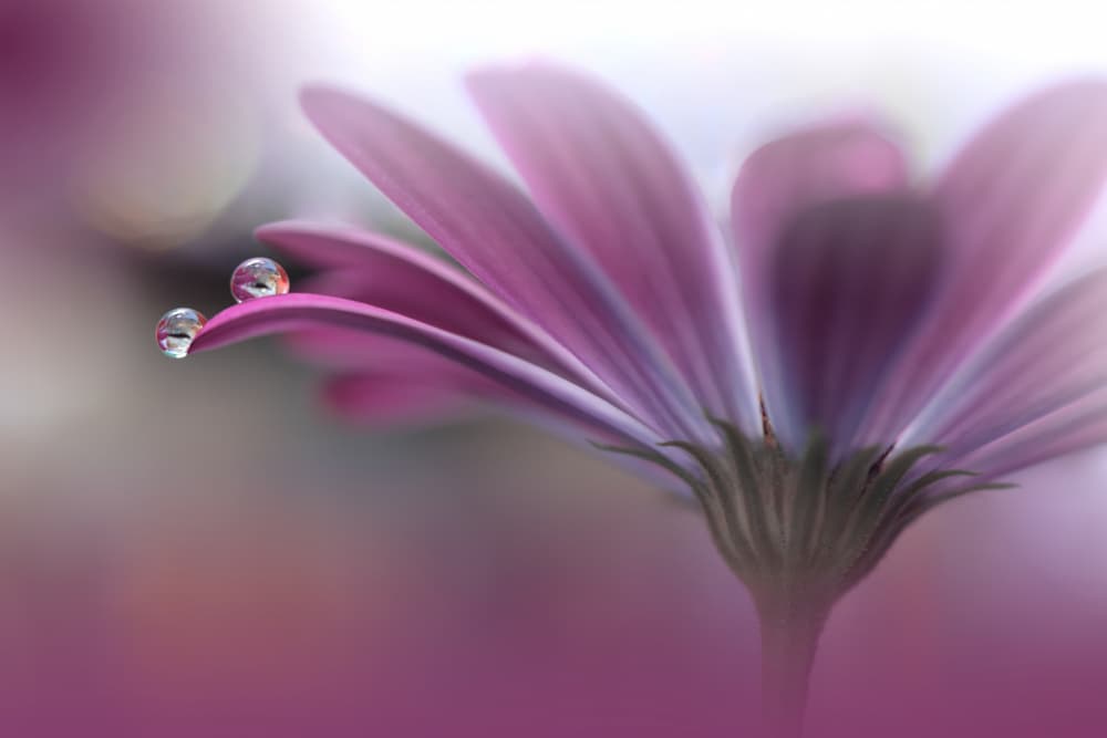 Delicate Purple Bloom by Juliana Nan — canvas wall art