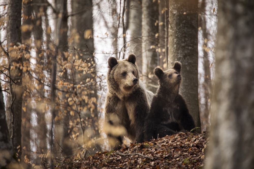 Mama Bear and Cub by Dan Mirica — canvas wall art
