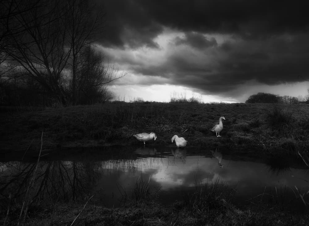 Geese Under Dark Sky by Saskia Dingemans — canvas wall art