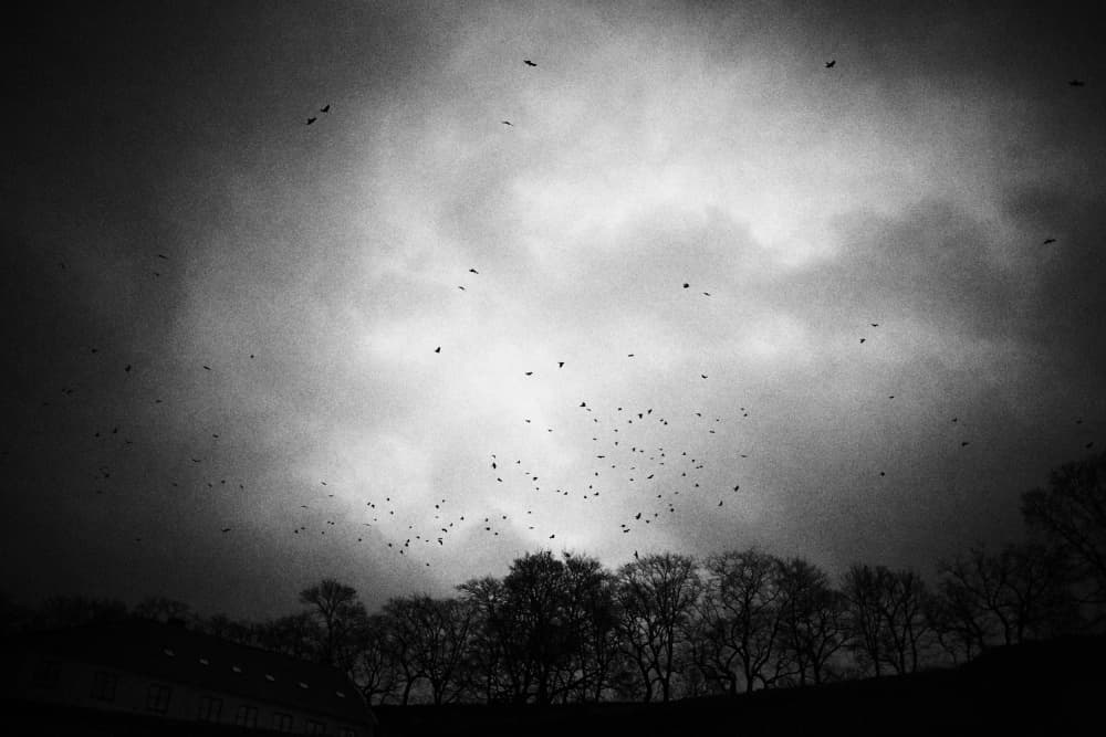 Birds Against Dark Sky by Bendik Johan Stålsett Follesø — canvas wall art