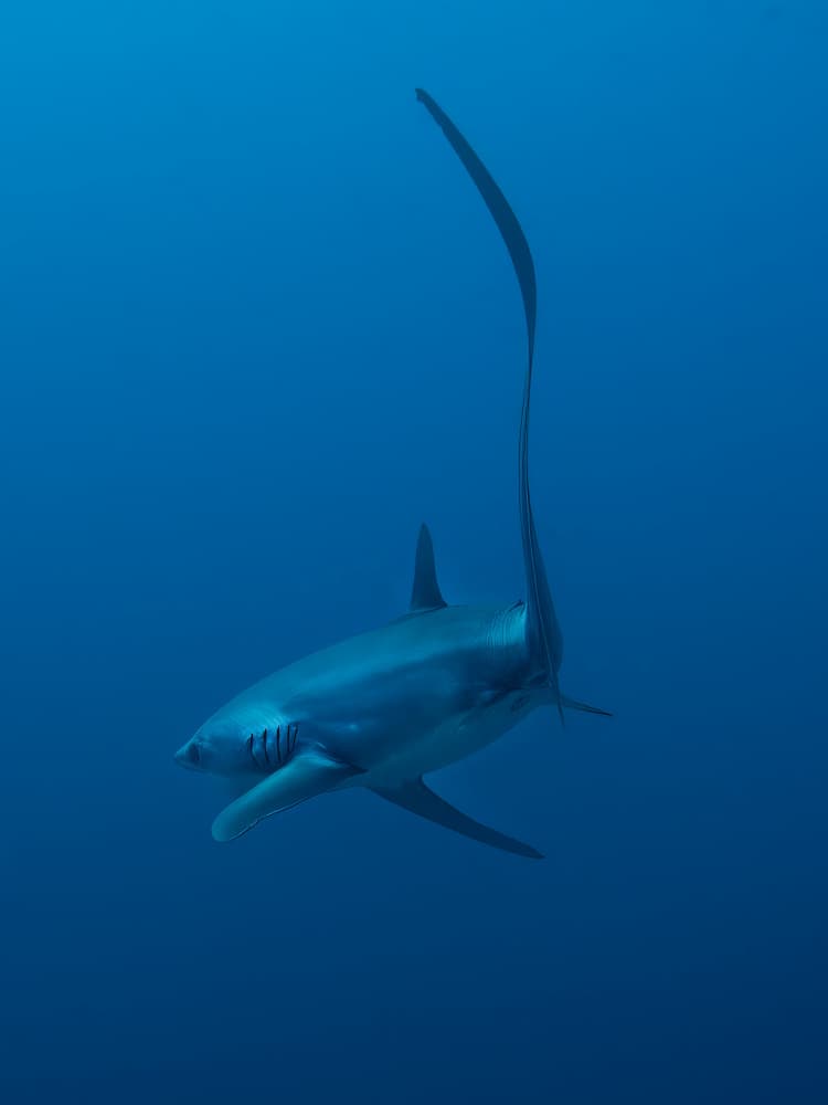 Graceful Thresher Shark by Ido Meirovich — canvas wall art