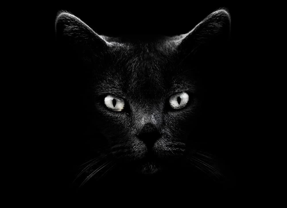 Black Cat's Gaze by Antonio Grambone — canvas wall art