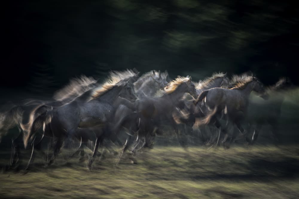 Galloping Wild Horses by Milan Malovrh — canvas wall art