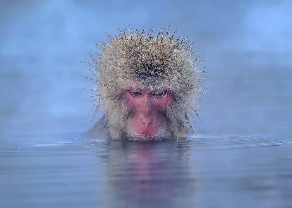 Serene Snow Monkey Bath by Raymond Ren Rong Liu — canvas wall art