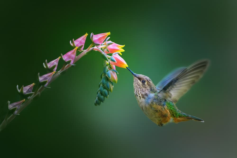 Hummingbird Nectar Feast by Qing Zhao — canvas wall art
