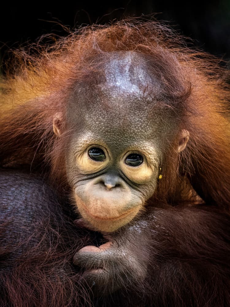 Cute Baby Orangutan Portrait by Prabu Dennaga — canvas wall art