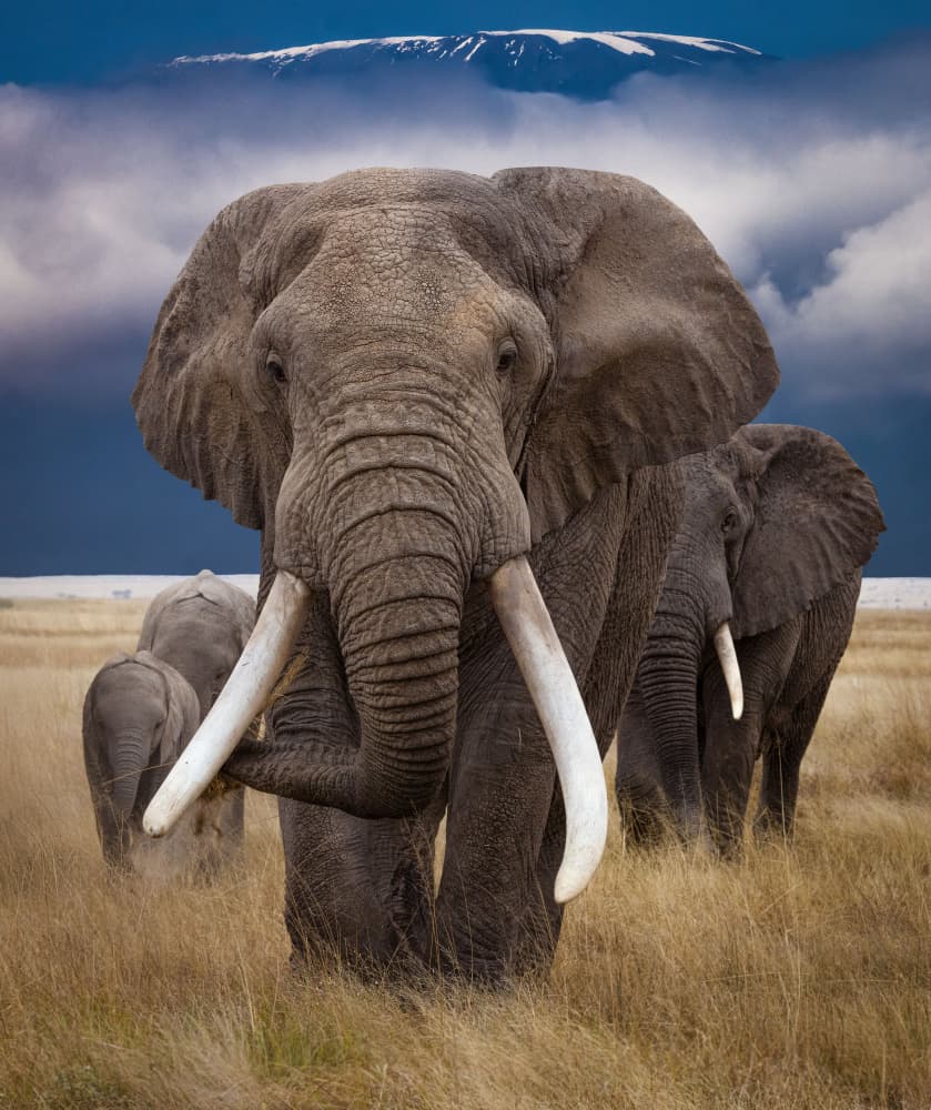 Wild Elephants Kilimanjaro by Hamza Qarooni — canvas wall art
