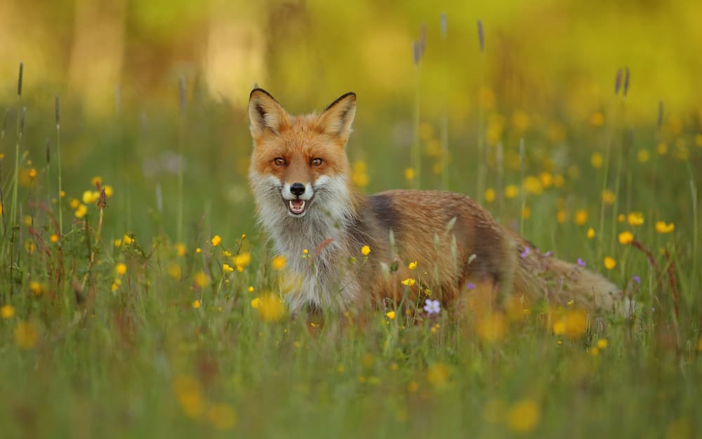 Happy Red Fox in Meadow by Assaf Gavra — canvas wall art