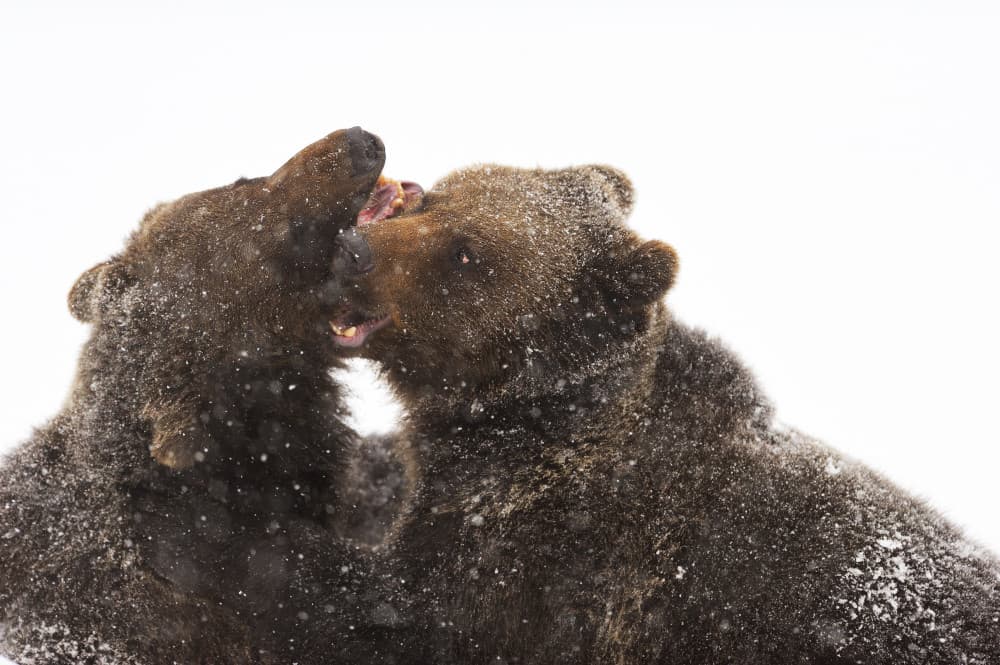 Grizzly Bear Showdown by Marco Pozzi — canvas wall art