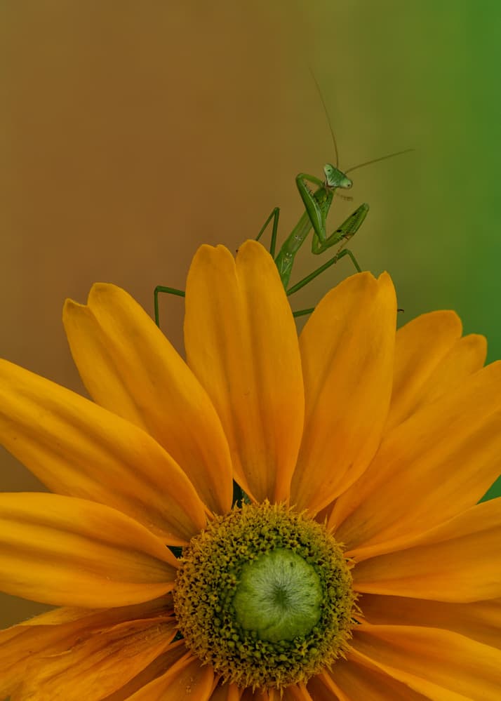 Praying Mantis Yellow Flower by Dennis Zhang — canvas wall art