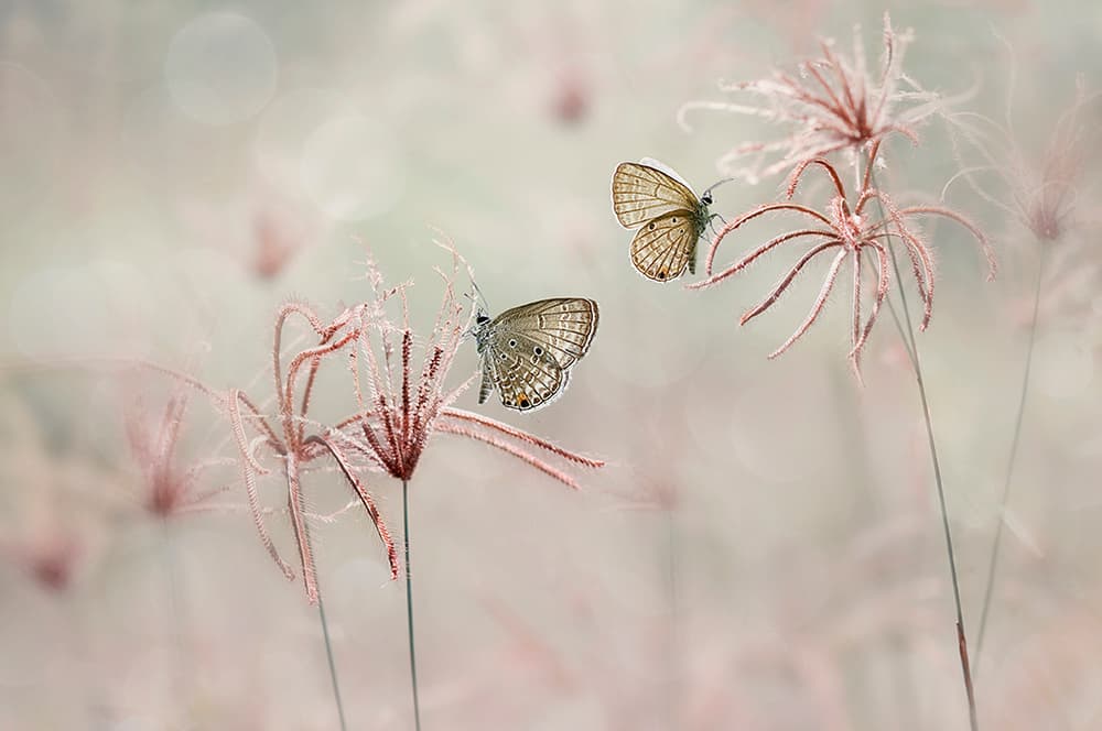 Delicate Pink Butterflies by Edy Pamungkas — canvas wall art