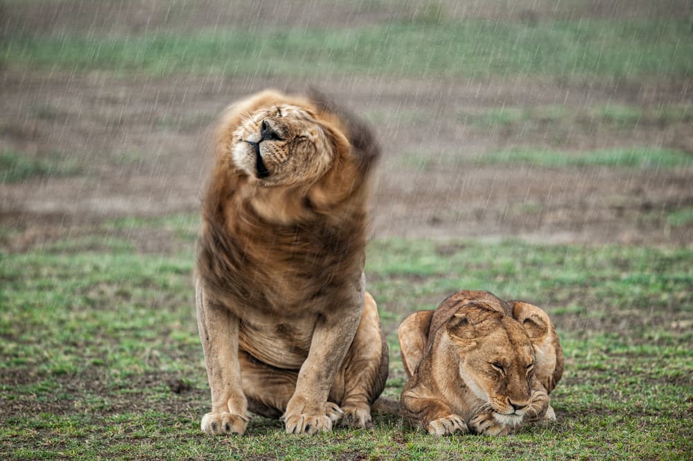Lion Shakes Off Rain by Massimo Felici — canvas wall art