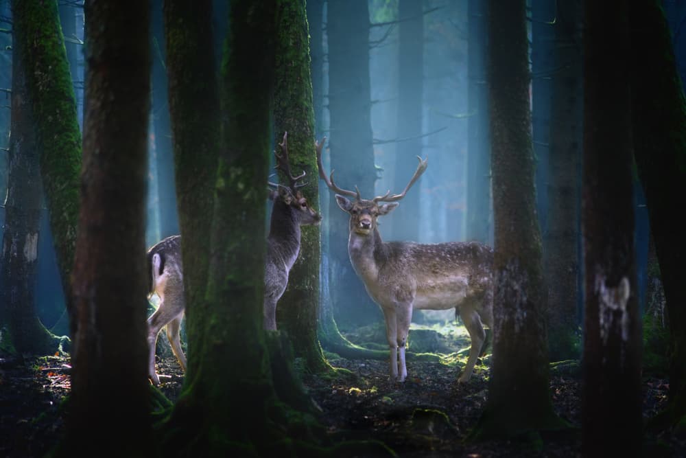 Mystical Forest Deer by Patrick Aurednik — canvas wall art