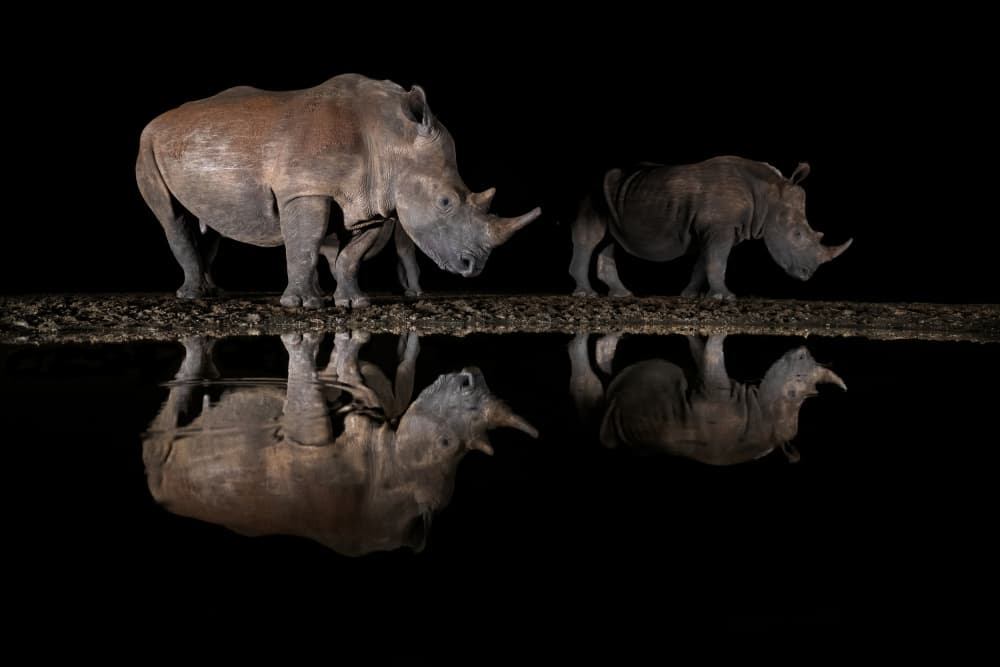 Nocturnal Rhino Reflection by Marco Pozzi — canvas wall art