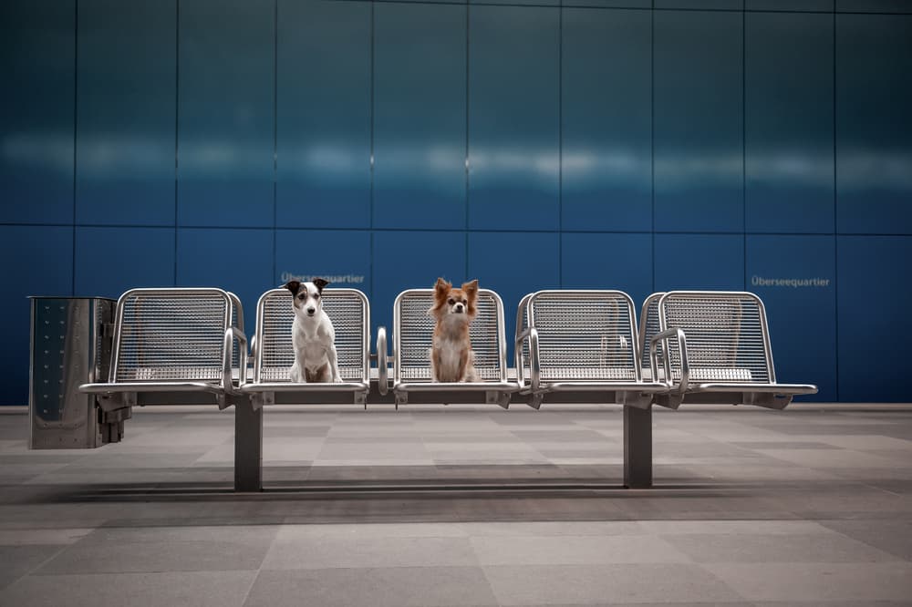 Dogs Waiting Patiently by Heike Willers — canvas wall art